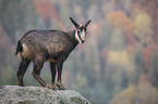 chamois