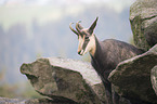 chamois