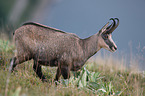 walking Chamois