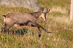 running Chamois