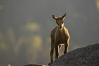 young Chamois