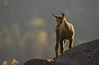 young Chamois