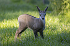 Chamois in natur