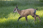 Chamois in natur