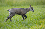 Chamois in natur