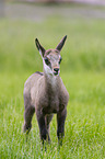 Chamois in natur