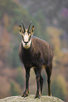 chamois