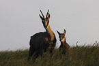 chamois