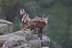 chamois