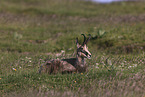 chamois