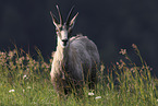 chamois