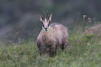 chamois