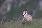 chamois