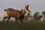 chamois