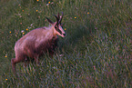 chamois