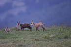 chamois