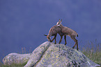 chamois