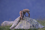 chamois