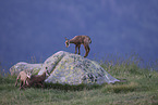 chamois