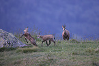 chamois