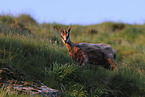 chamois