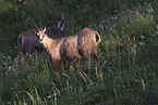 chamois