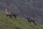 chamois