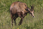 chamois