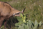 chamois