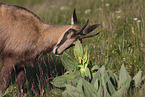 chamois