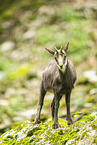 Chamois