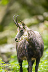 Chamois