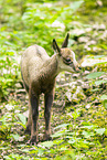 Chamois