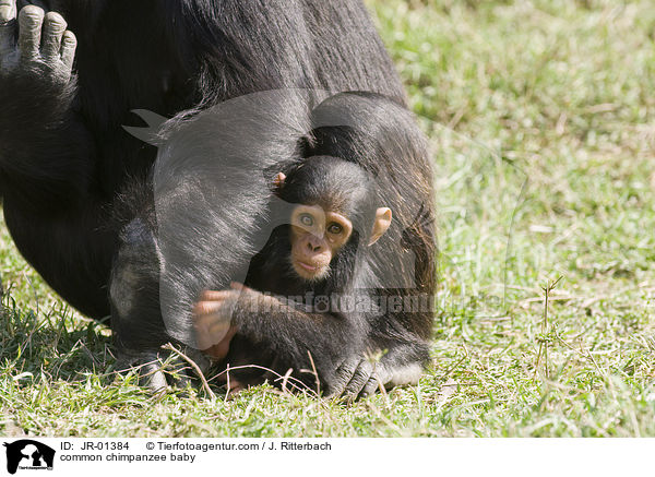 Schimpansenbaby / common chimpanzee baby / JR-01384