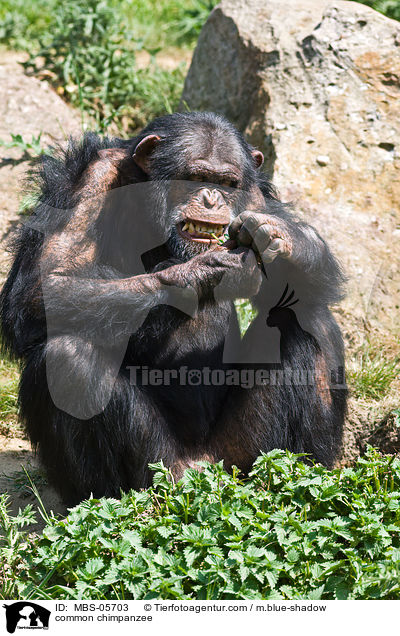 common chimpanzee / MBS-05703