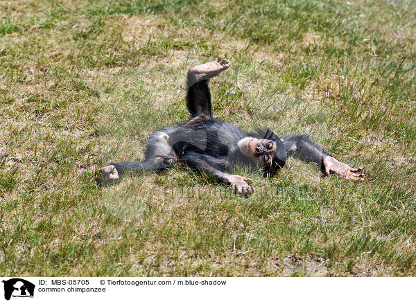 common chimpanzee / MBS-05705