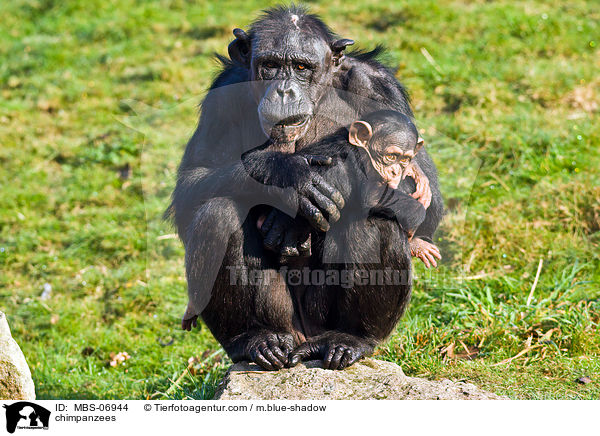 chimpanzees / MBS-06944