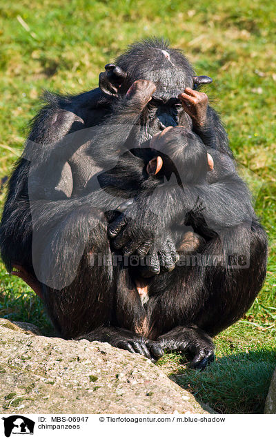 Schimpansen / chimpanzees / MBS-06947