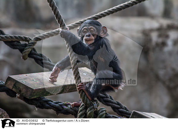 Schimpanse / common chimpanzee / AVD-03932