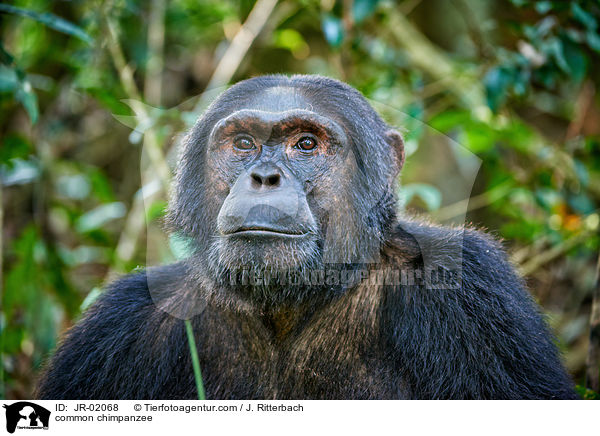 Schimpanse / common chimpanzee / JR-02068