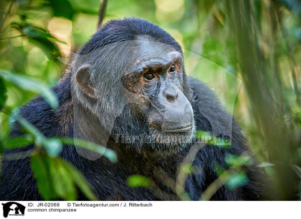 Schimpanse / common chimpanzee / JR-02069