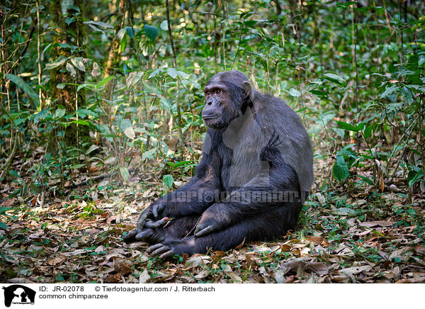 Schimpanse / common chimpanzee / JR-02078