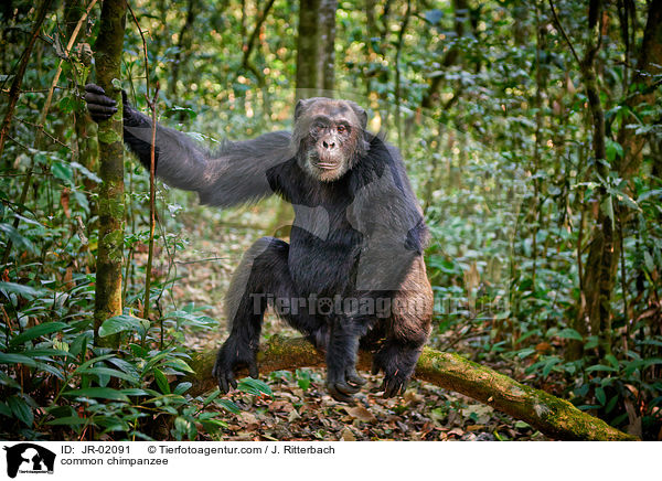 common chimpanzee / JR-02091