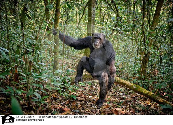 Schimpanse / common chimpanzee / JR-02097