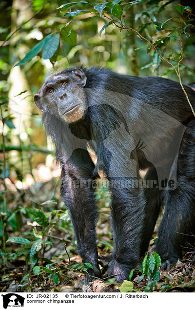 Schimpanse / common chimpanzee / JR-02135
