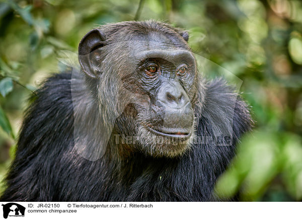 Schimpanse / common chimpanzee / JR-02150