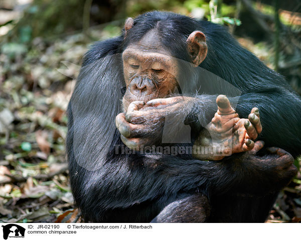 Schimpanse / common chimpanzee / JR-02190