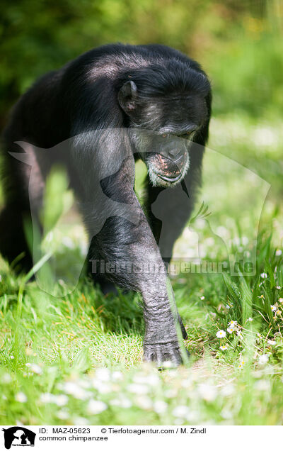 common chimpanzee / MAZ-05623