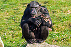 chimpanzees