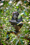 common chimpanzee